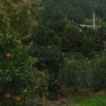 大王叫我来巡山@@的头像