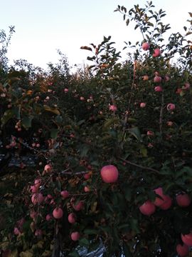 苹果小姐主播照片