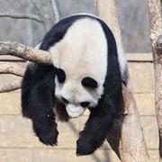 习惯二毛海报