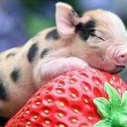 草莓猪猪侠的头像