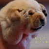 傻了痴了