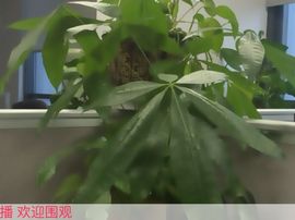^-^星月主播照片