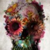 DZ.花花