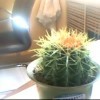 天高任我飞i