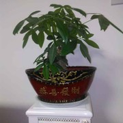 微信_轻松一生的头像