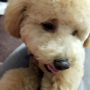 谁让我是阿海的头像