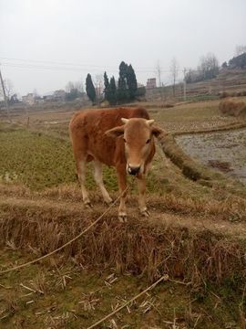 回忆总想哭，封心主播照片