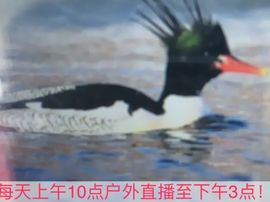 泓一户外主播照片