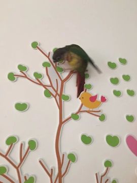 、小唯主播照片