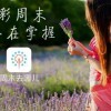 火红玫瑰n