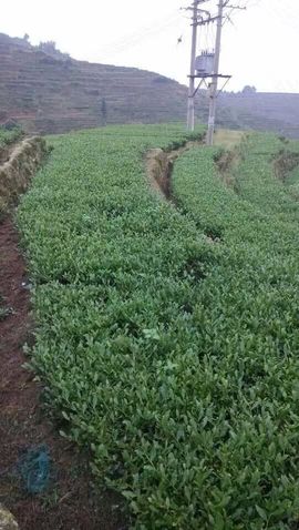 ♨️じ★╮茶香哥哥✿主播照片