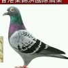 小顾信鸽。