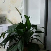 7千年之恋海报