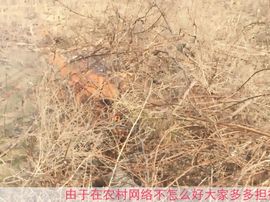 龍帅★彡微诺主播照片