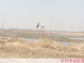 龍帅★彡微诺主播照片