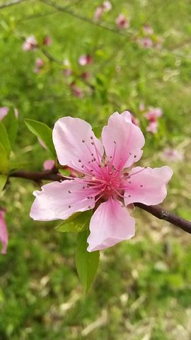 ❤ゞ启程ゐ茶蜜儿ゐ主播照片