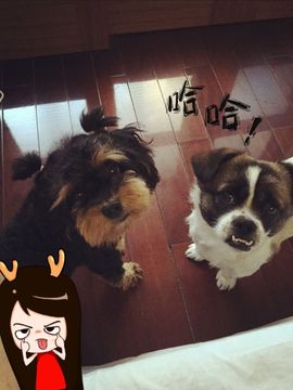 橘子家的团砸主播照片