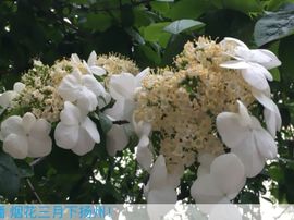 冬寒飞雪、主播照片