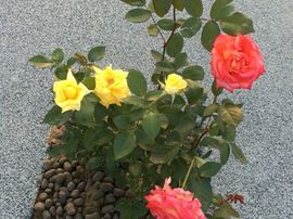 冬寒飞雪、主播照片