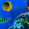 明js海报