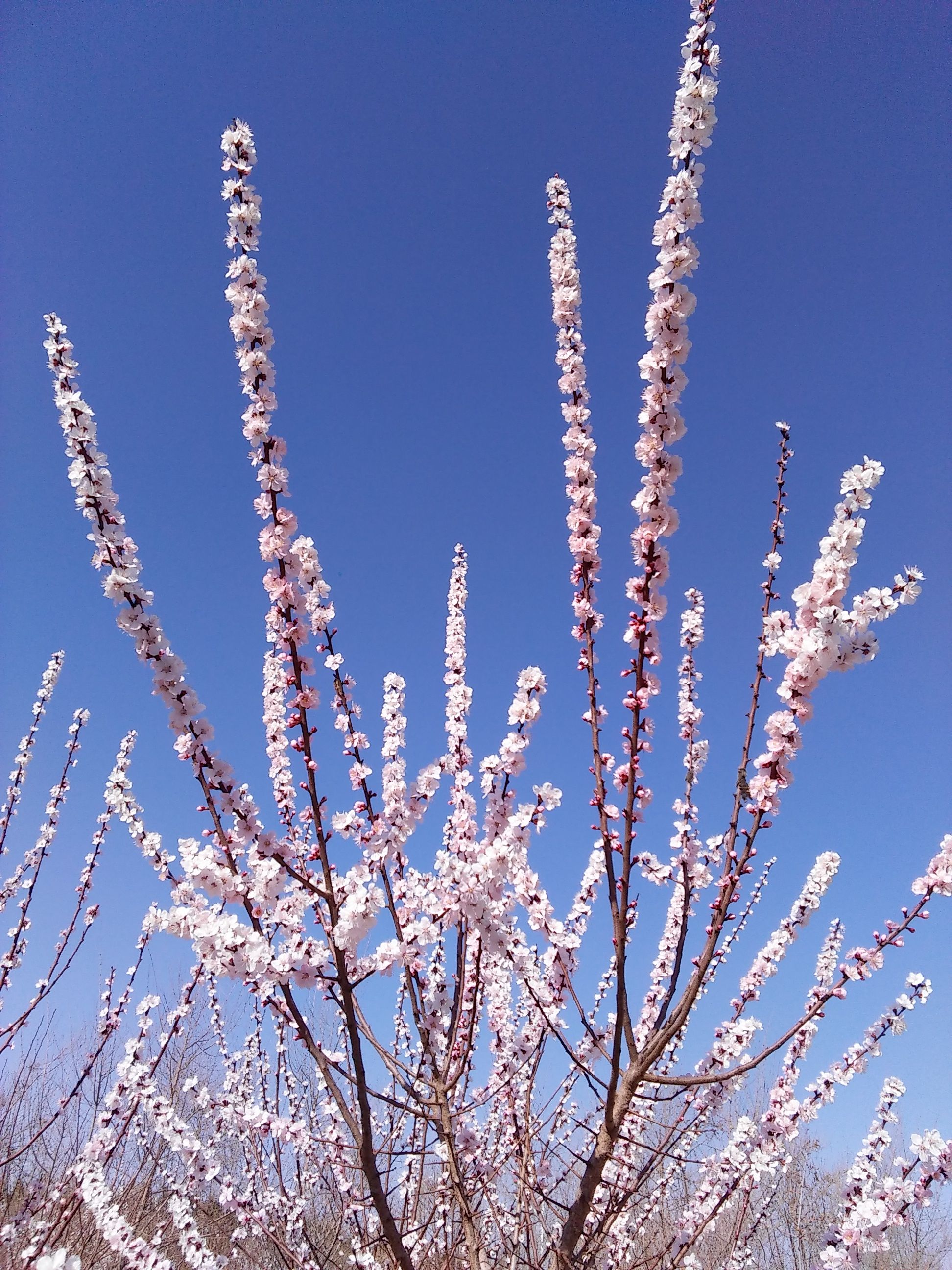 ╭ァ皇朝☀妞哥的主播照片