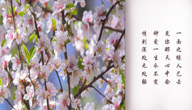 玫瑰花4113025主播照片