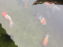 冬寒飞雪、主播照片