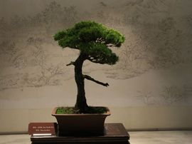 冬寒飞雪、主播照片