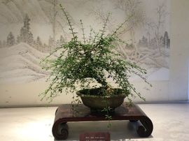 冬寒飞雪、主播照片
