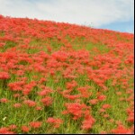 冬天的花海海报