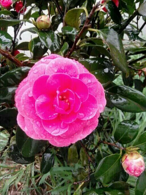 女人何苦一往情深的主播照片