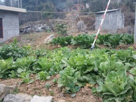 一生守护您枫叶主播照片
