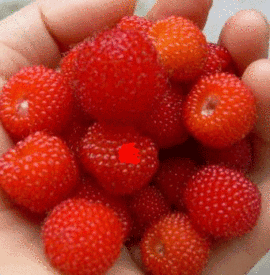 夏天6$4主播照片