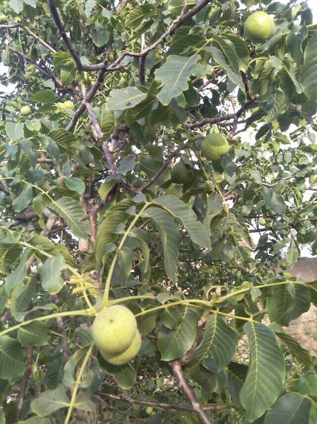 荞羽今生非我不嫁的主播照片