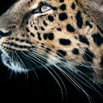 🐯哥哥