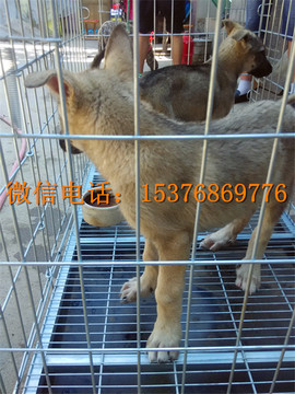 豪豪123主播照片
