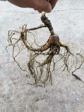 过往皆是浮云主播照片