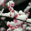 雪中梅i0
