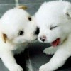 孤独无爱g