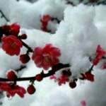 纳兰吟云海报