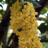 小丰AK47