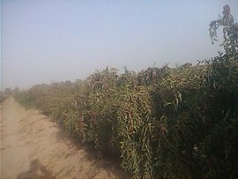 流氓兔###主播照片