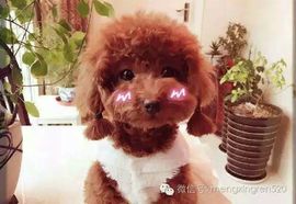 ✨媳婦⭐求🌙帶走✨主播照片