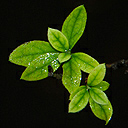 色中草药主播照片