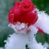 千年雪花香