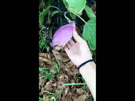 藝ღ小艺艺ღ主播照片