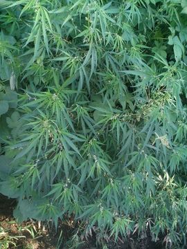 ✨媳婦⭐求🌙帶走✨主播照片