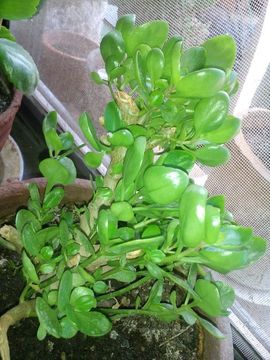 ✨媳婦⭐求🌙帶走✨主播照片