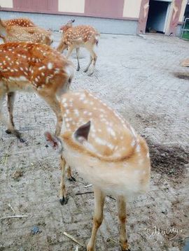 ℳ๓₯㎕哈尼ヅ主播照片