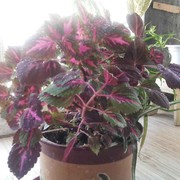 玫魂花888